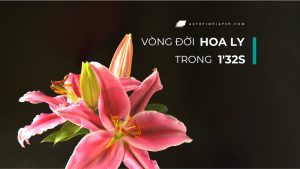 hoa-ly